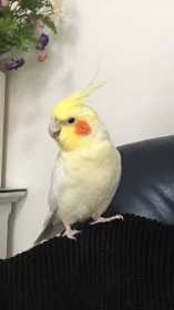 Lost Cockatiel