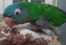 Lost Conure