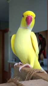 Lost Indian Ringneck Parakeet