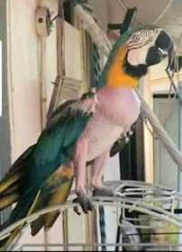 Lost Macaw