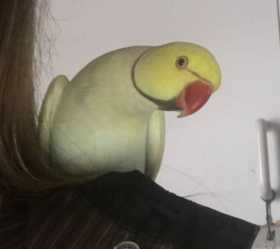 Lost Indian Ringneck Parakeet