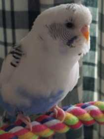 Lost Budgerigar