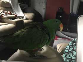 Lost Eclectus