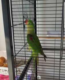 Lost Alexandrine