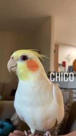 Lost Cockatiel