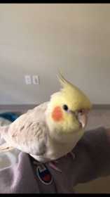 Lost Cockatiel