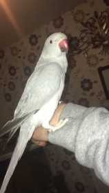 Lost Indian Ringneck Parakeet