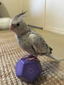 Lost Cockatiel