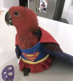 Lost Eclectus