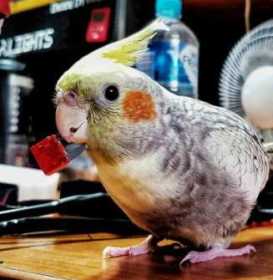 Lost Cockatiel