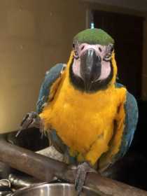 Lost Macaw