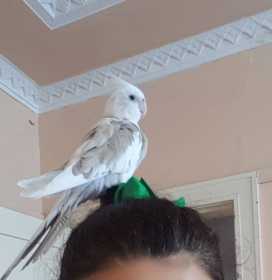 Lost Cockatiel