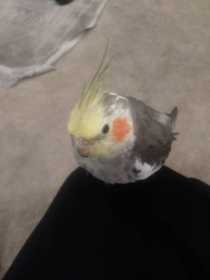 Lost Cockatiel