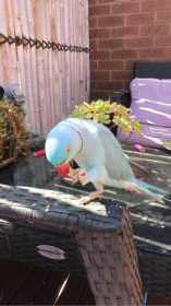 Lost Indian Ringneck Parakeet