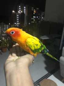 Lost Conure