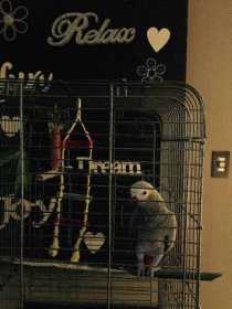 Lost African Grey