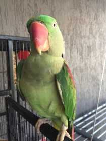 Lost Alexandrine