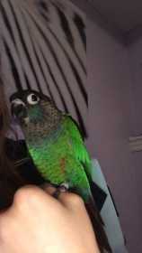 Lost Conure