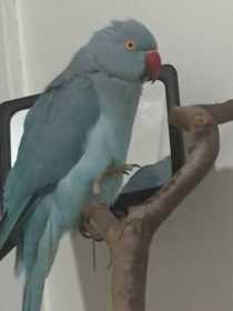 Lost Indian Ringneck Parakeet