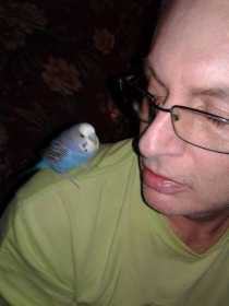 Lost Parakeet