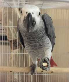 Lost African Grey