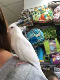 Lost Cockatiel