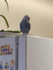 Lost Budgerigar