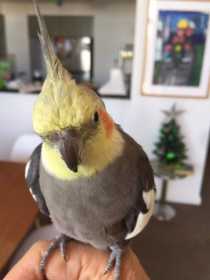 Lost Cockatiel