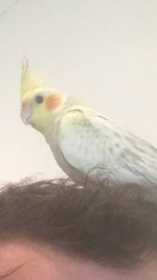 Lost Cockatiel