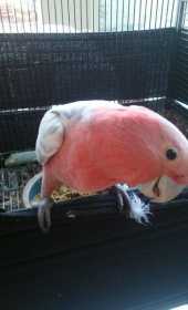 Lost Galah Cockatoo