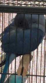 Lost Indian Ringneck Parakeet