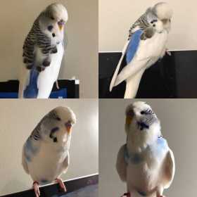 Lost Budgerigar