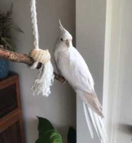 Lost Cockatiel