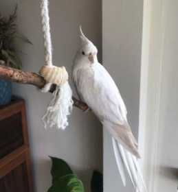 Lost Cockatiel