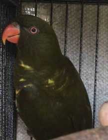 Lost Lory / Lorikeet