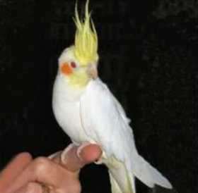 Lost Cockatiel