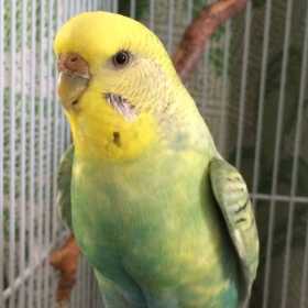 Lost Budgerigar