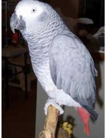 Lost African Grey