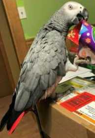 Lost African Grey