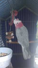 Lost Cockatoo