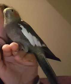 Lost Cockatiel