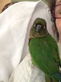 Lost Conure