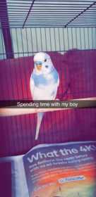 Lost Budgerigar