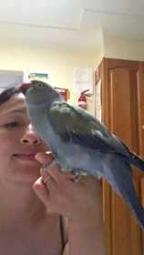 Lost Indian Ringneck Parakeet