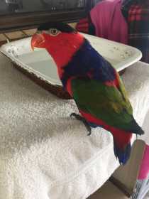 Lost Lory / Lorikeet