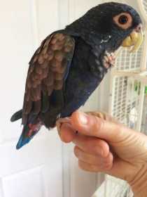 Lost Pionus