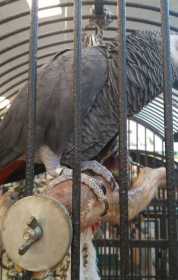 Lost African Grey