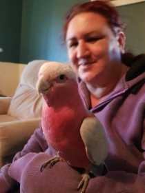 Lost Galah Cockatoo