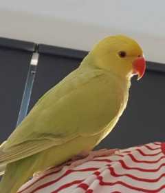 Lost Indian Ringneck Parakeet