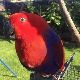 Lost Eclectus